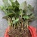 鱼腥草种根苗折耳根种苗节节根基地种植苗现挖现发