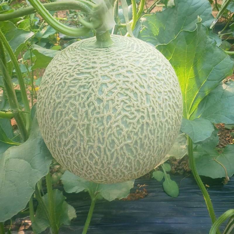 优质网纹