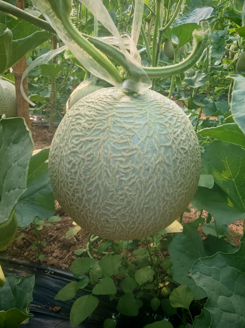 优质网纹