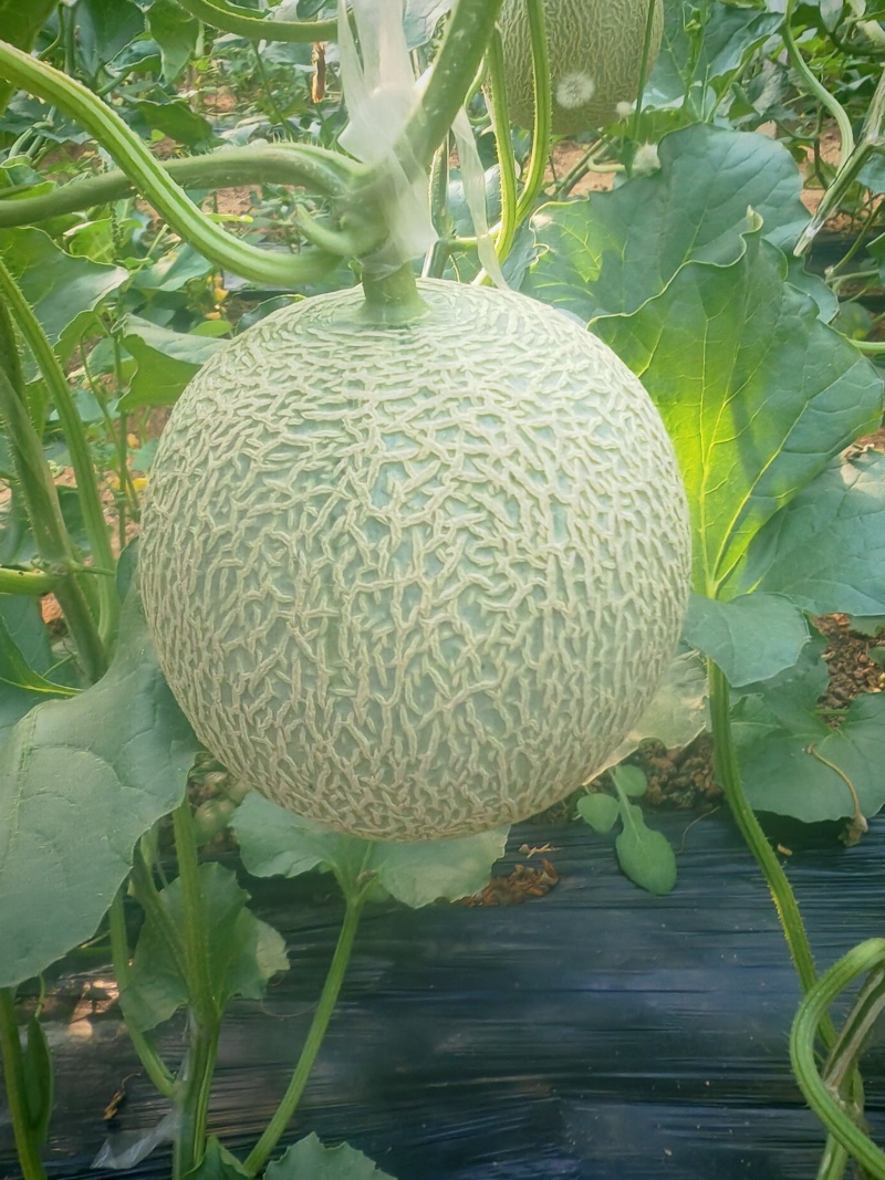 优质网纹