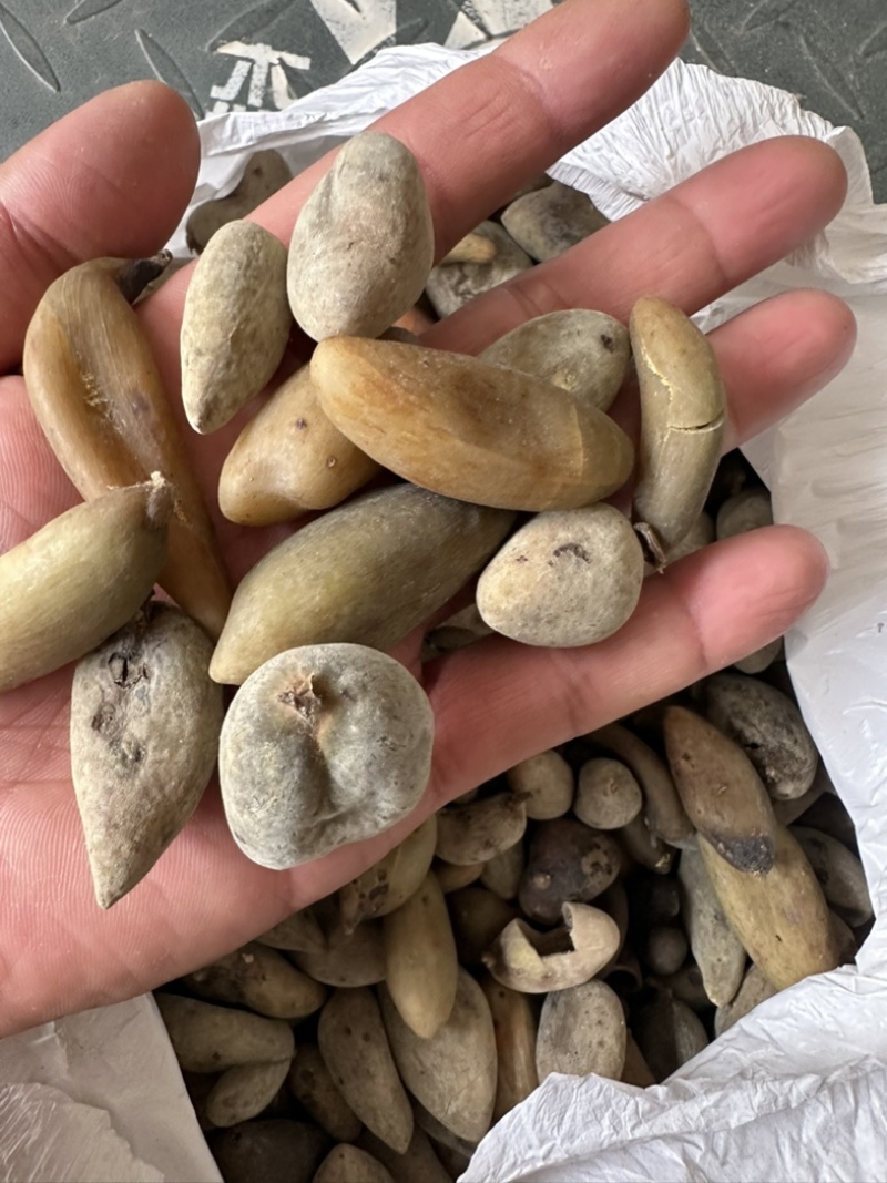 陕西商洛地产五倍子，品质好，含量高，欢迎来电咨询