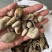陕西商洛地产五倍子，品质好，含量高，欢迎来电咨询