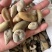 陕西商洛地产五倍子，品质好，含量高，欢迎来电咨询