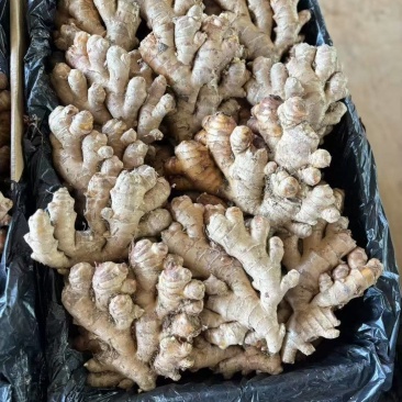 出售云南生姜