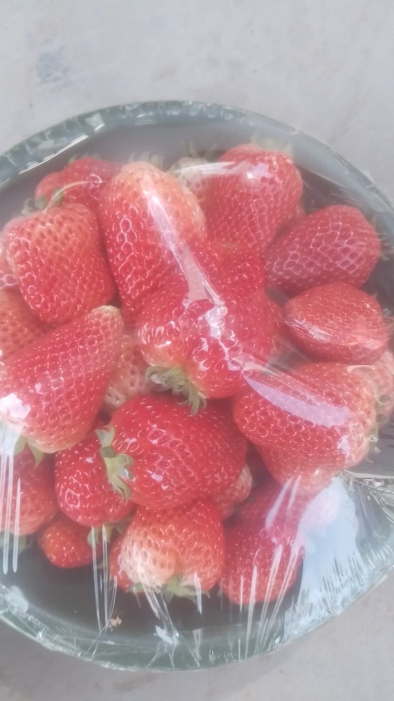 意大利17草莓大量上市，欢迎各位老板前来看货装货