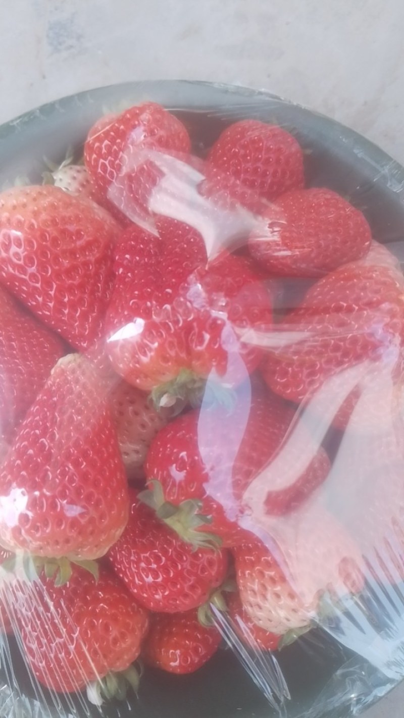 意大利17草莓大量上市，欢迎各位老板前来看货装货
