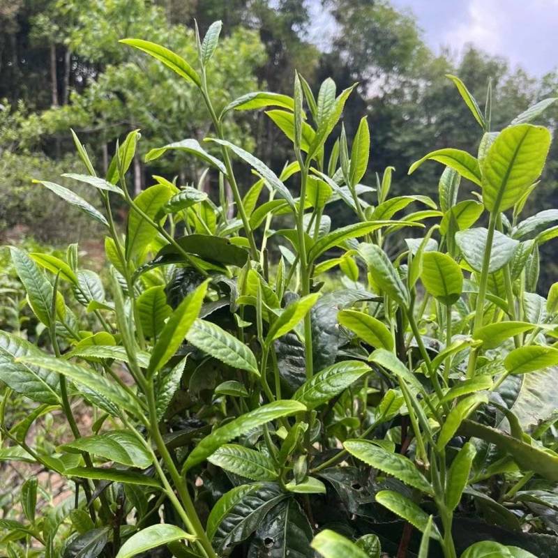 生态普洱春茶（寻找茶叶经销商，收购商老板长期合作）