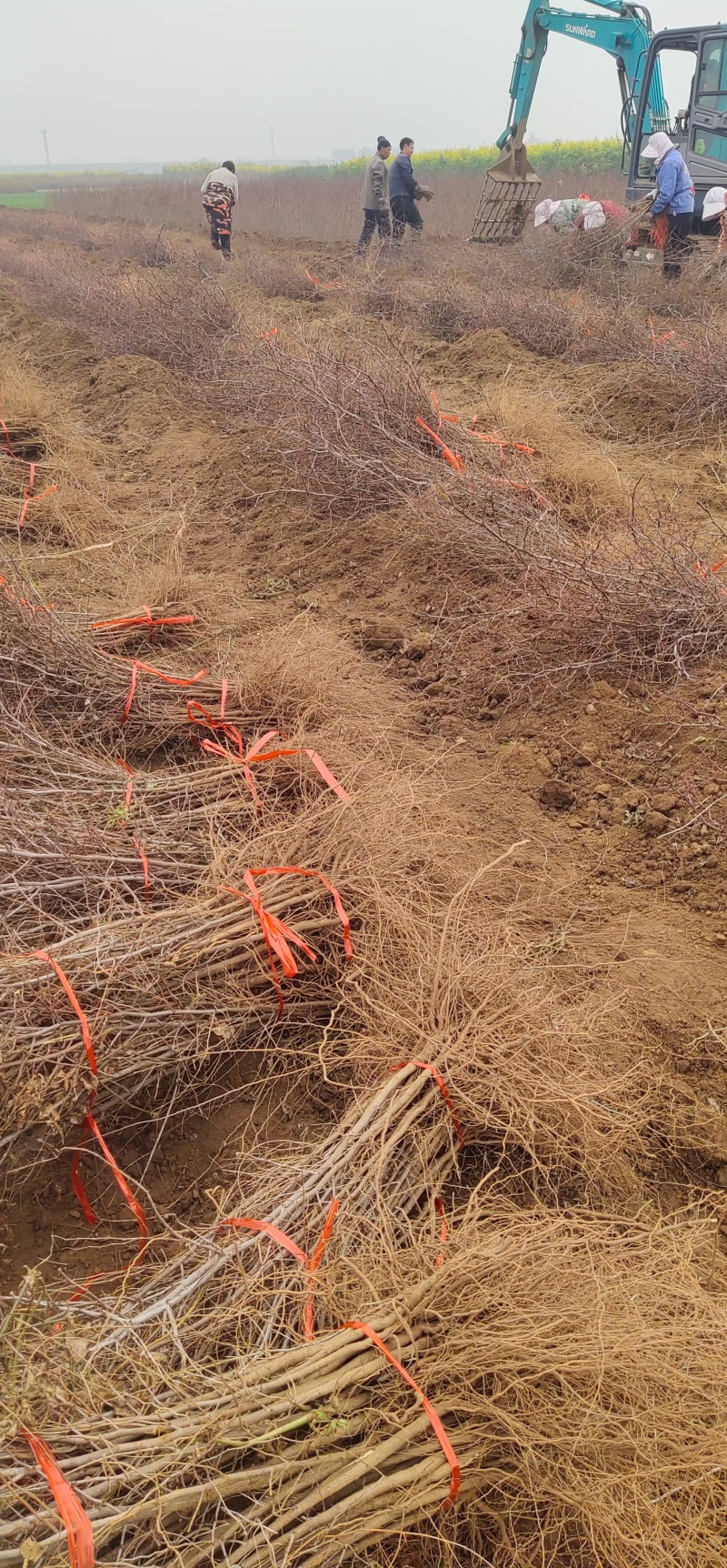 酸枣苗基地酸枣苗批发酸枣苗产地直销