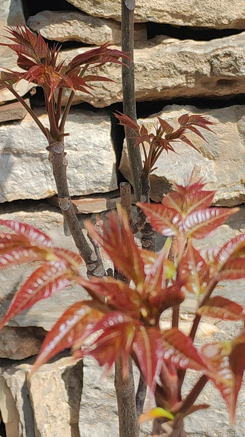露天香椿芽