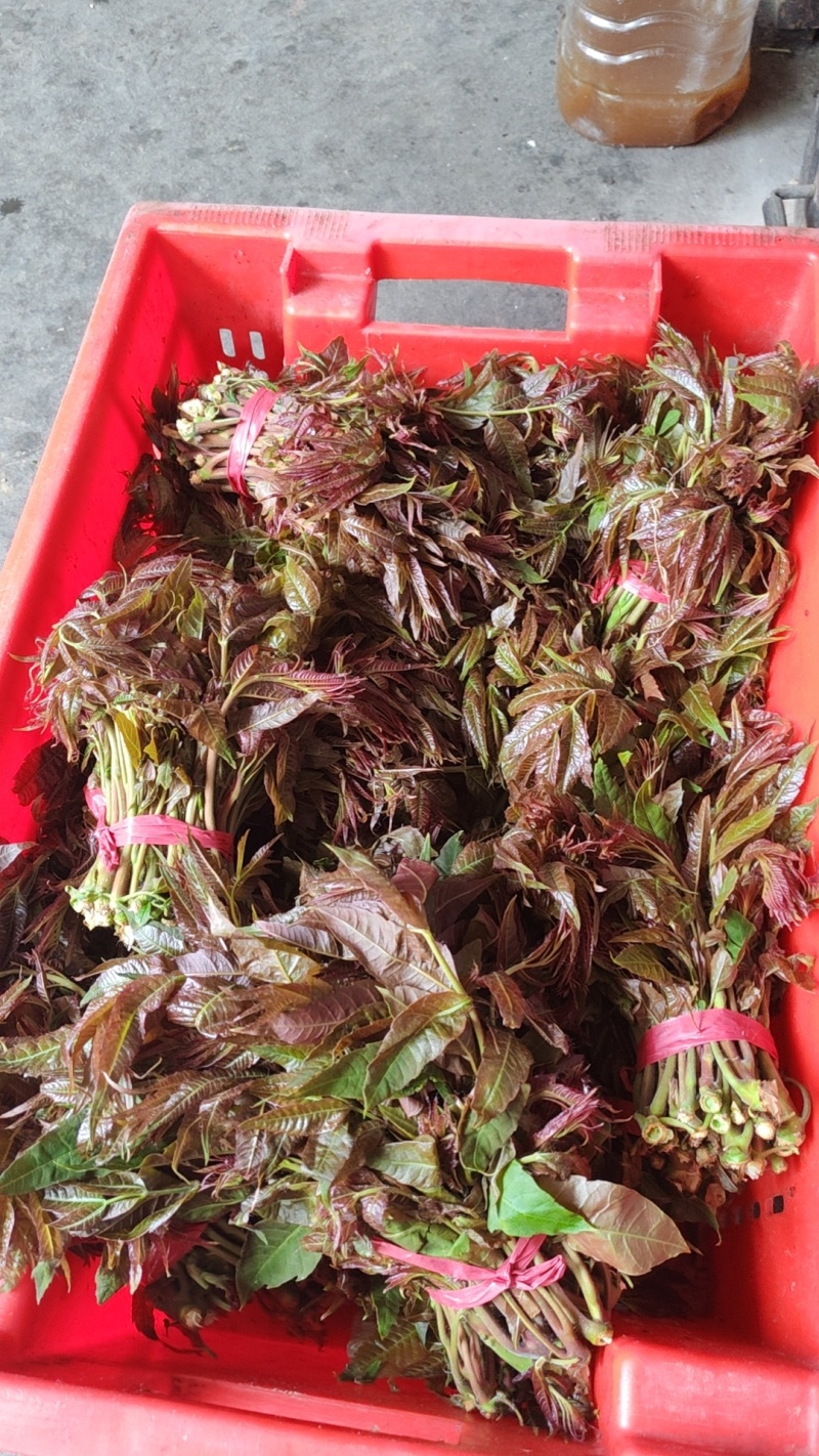 露天香椿芽
