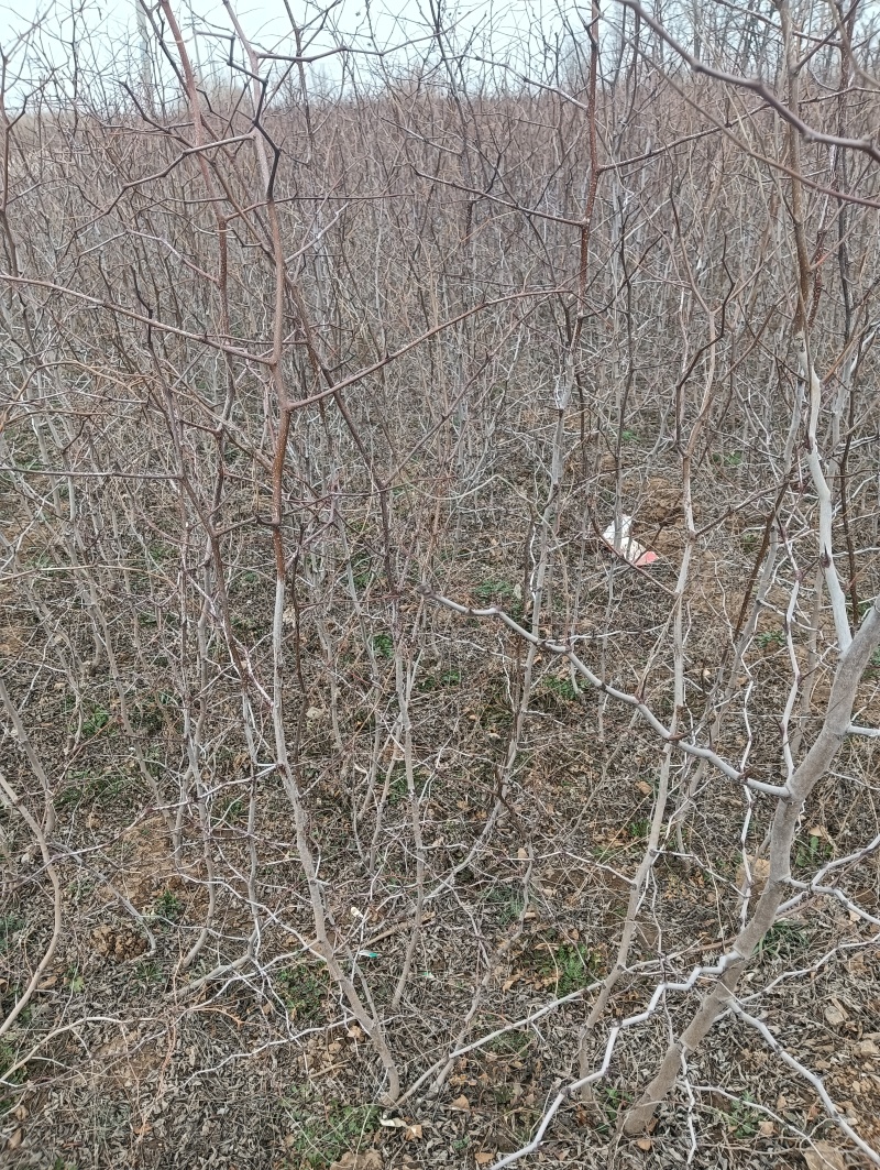 酸枣苗基地酸枣苗批发酸枣苗产地直销