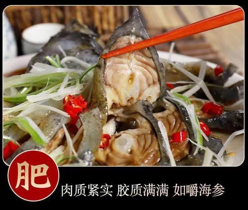 海参斑海鲜冰岛去内脏海鱼软骨石斑鱼深海鱼口感鲜嫩爽滑