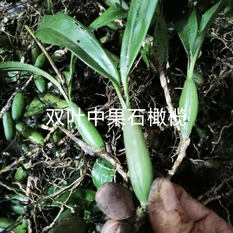 单叶双叶小果石橄榄包邮到家，大山YS货量大优惠产地直发