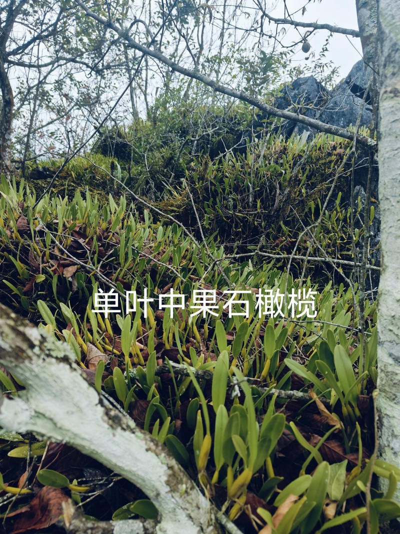 单叶双叶小果石橄榄包邮到家，大山YS货量大优惠产地直发
