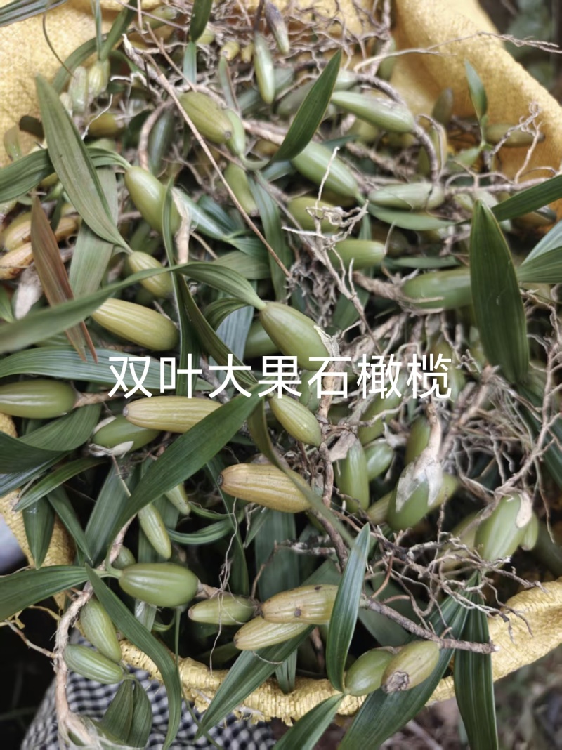 单叶双叶小果石橄榄包邮到家，大山YS货量大优惠产地直发
