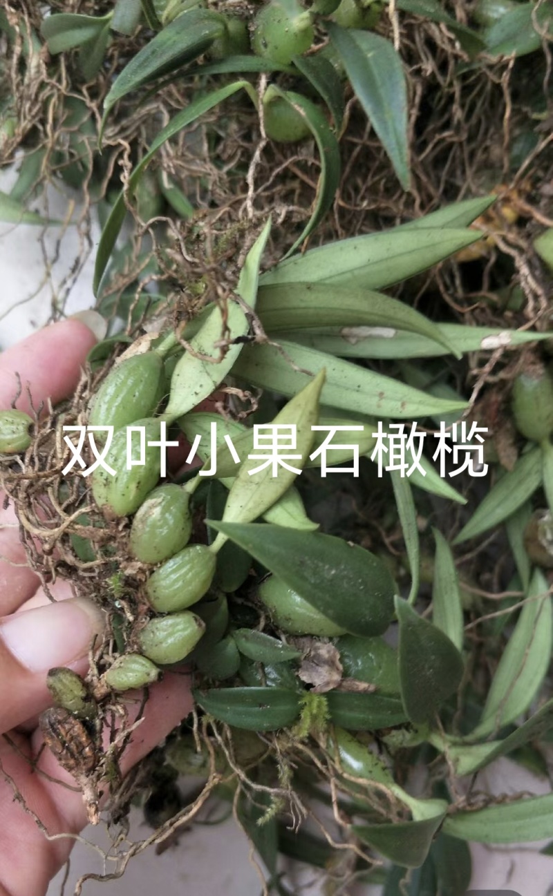单叶双叶小果石橄榄包邮到家，大山YS货量大优惠产地直发