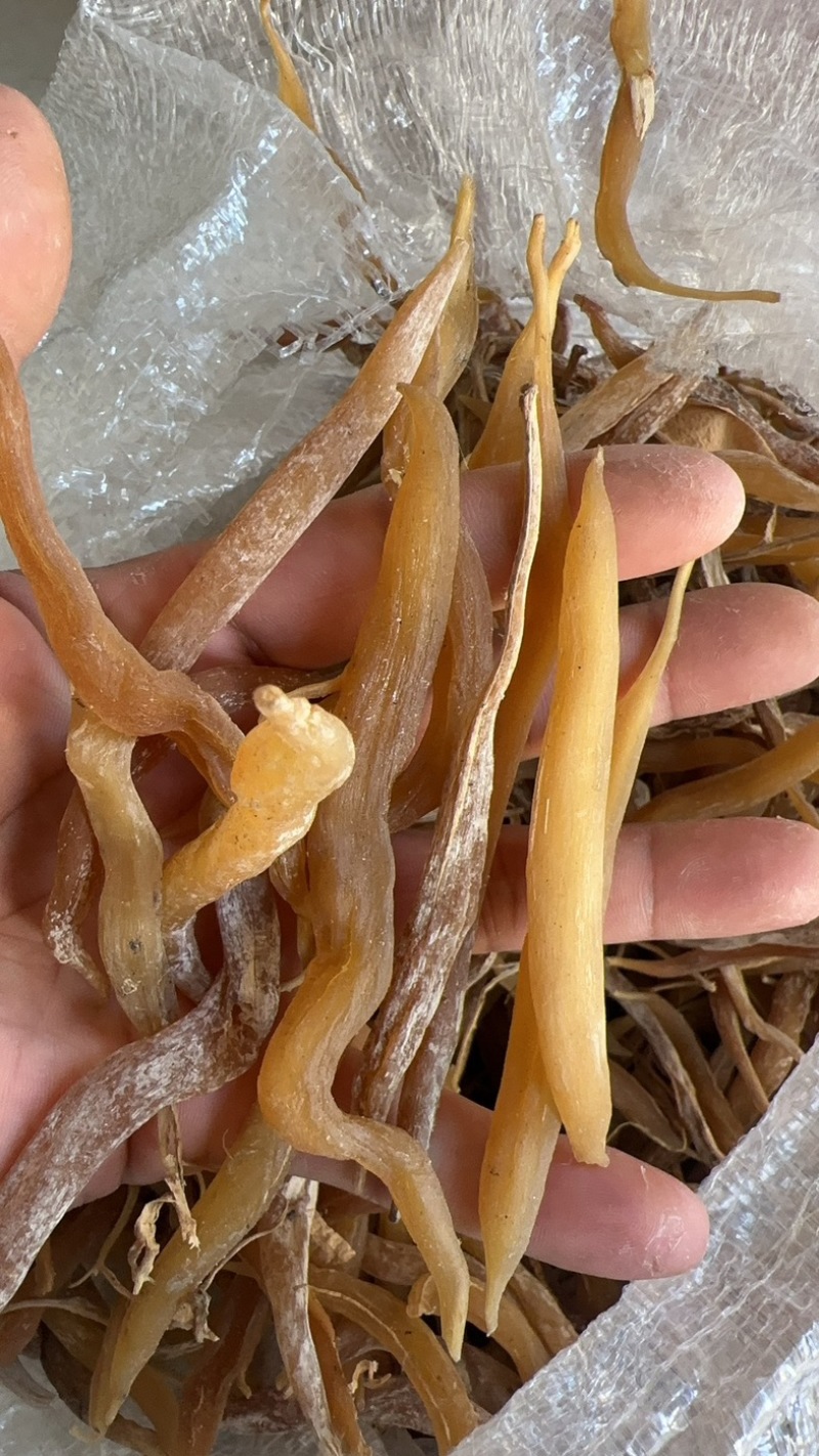 陕西商洛地产天冬，品质好，欢迎新老顾客前来选购