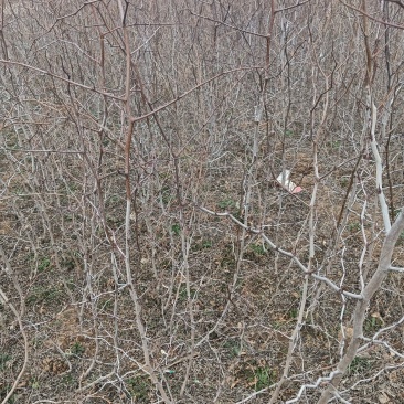 药用酸枣苗基地酸枣苗批发酸枣苗产地直销
