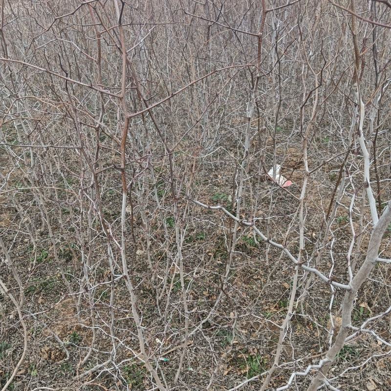 药用酸枣苗基地酸枣苗批发酸枣苗产地直销