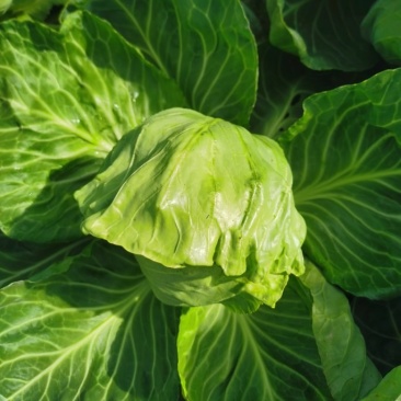 精品甘蓝菜