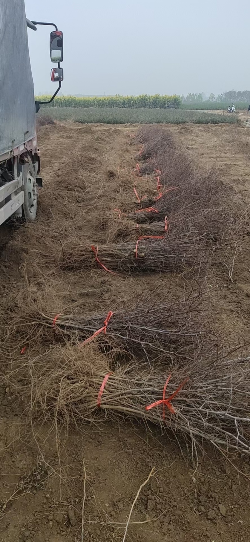 药用酸枣苗基地酸枣苗批发酸枣苗产地直销