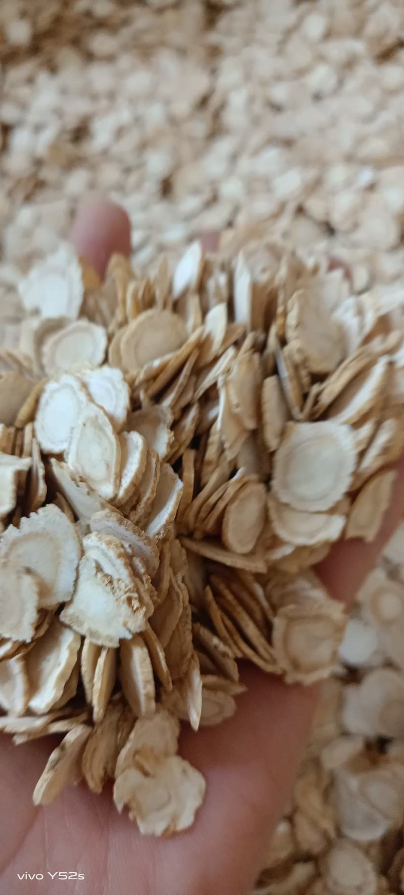 西洋参规格多今年新货有需要的老板详谈，实物拍摄