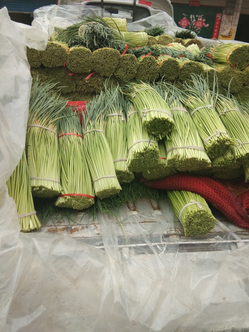 河南中牟红帽蒜薹大量上市产地直供保证质量合作共赢