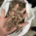 陕西商洛野生移栽一代朱砂点条形苍术，欢迎新老顾客选购