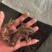 陕西商洛野生移栽一代朱砂点条形苍术，欢迎新老顾客选购