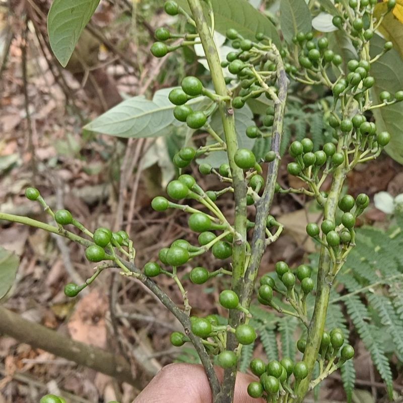 湖南新鲜木姜子批发/欢迎电商咨询