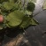 陕西商洛秦岭野生小圆叶淫羊藿，品质好含量高，欢迎选购。
