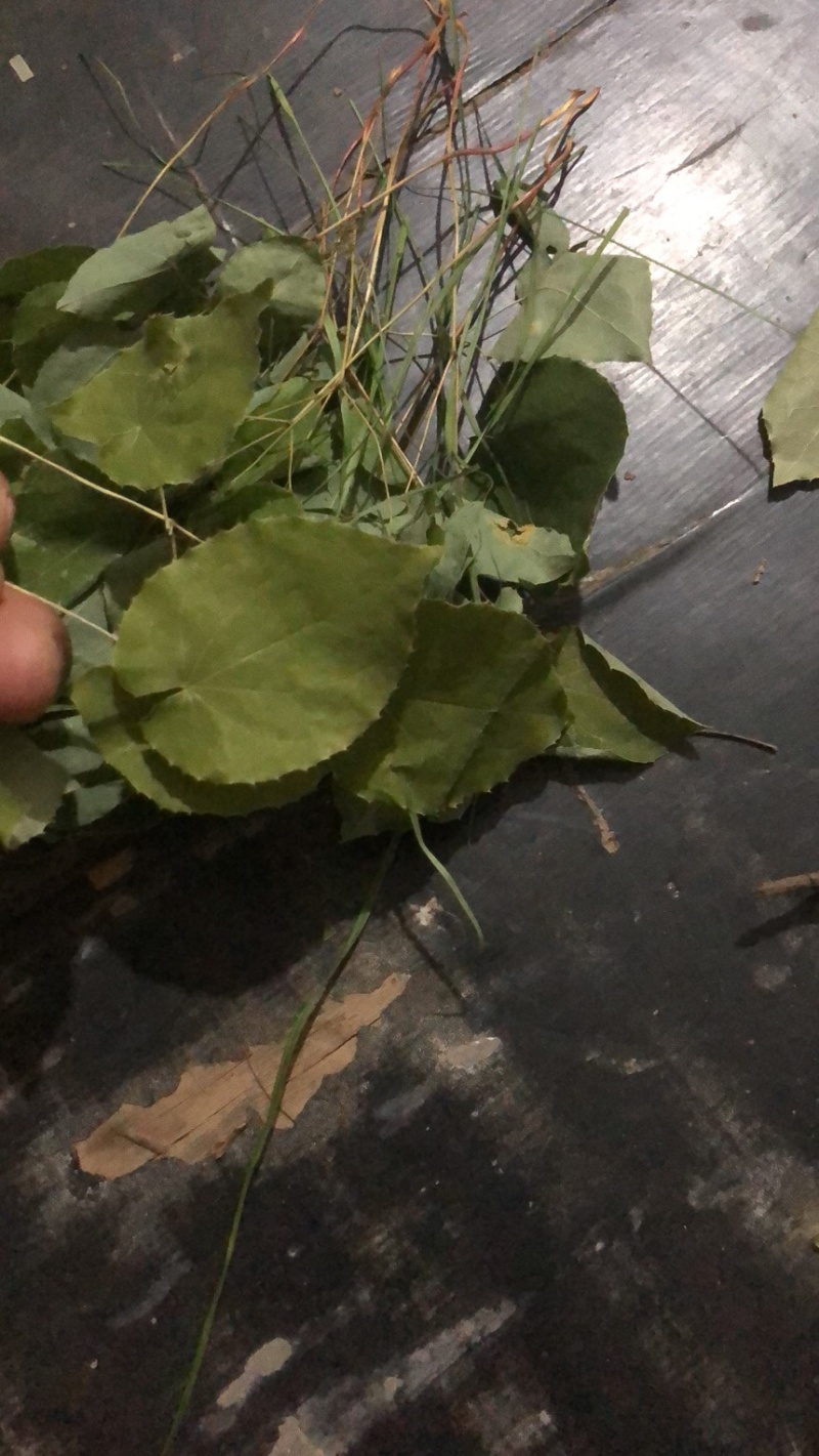 陕西商洛秦岭野生小圆叶淫羊藿，品质好含量高，欢迎选购。