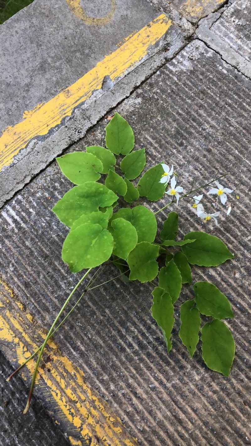 陕西商洛秦岭野生小圆叶淫羊藿，品质好含量高，欢迎选购。