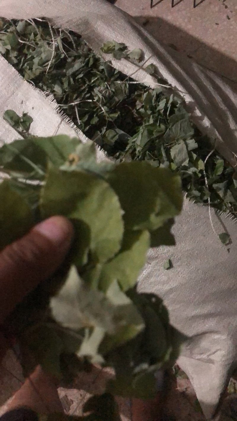 陕西商洛秦岭野生小圆叶淫羊藿，品质好含量高，欢迎选购。