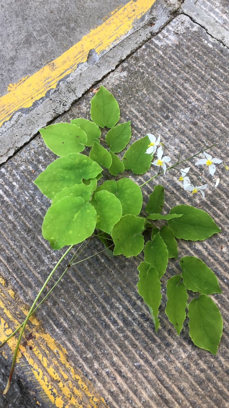 陕西商洛秦岭野生小圆叶淫羊藿，品质好含量高，欢迎选购。