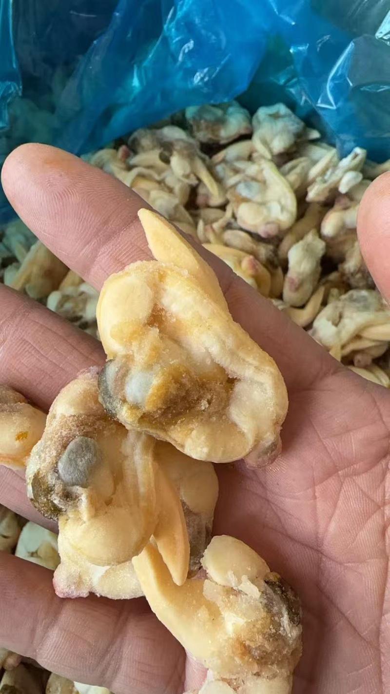 蚬子肉蛤蜊肉杂色花甲肉黄蚬子肉海鲜贝肉批发