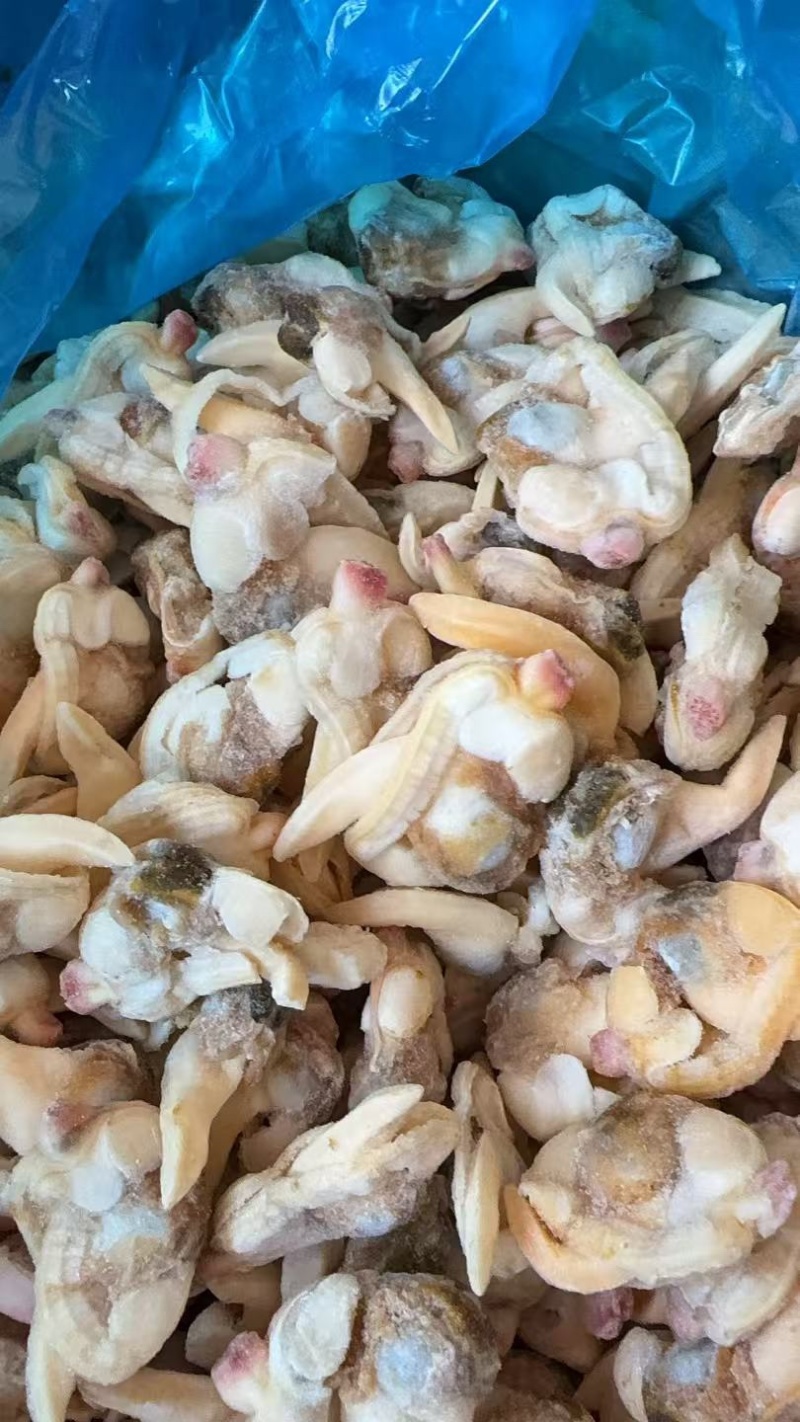 蚬子肉蛤蜊肉杂色花甲肉黄蚬子肉海鲜贝肉批发