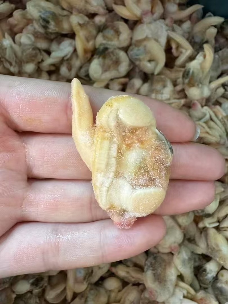 蚬子肉蛤蜊肉杂色花甲肉黄蚬子肉海鲜贝肉批发
