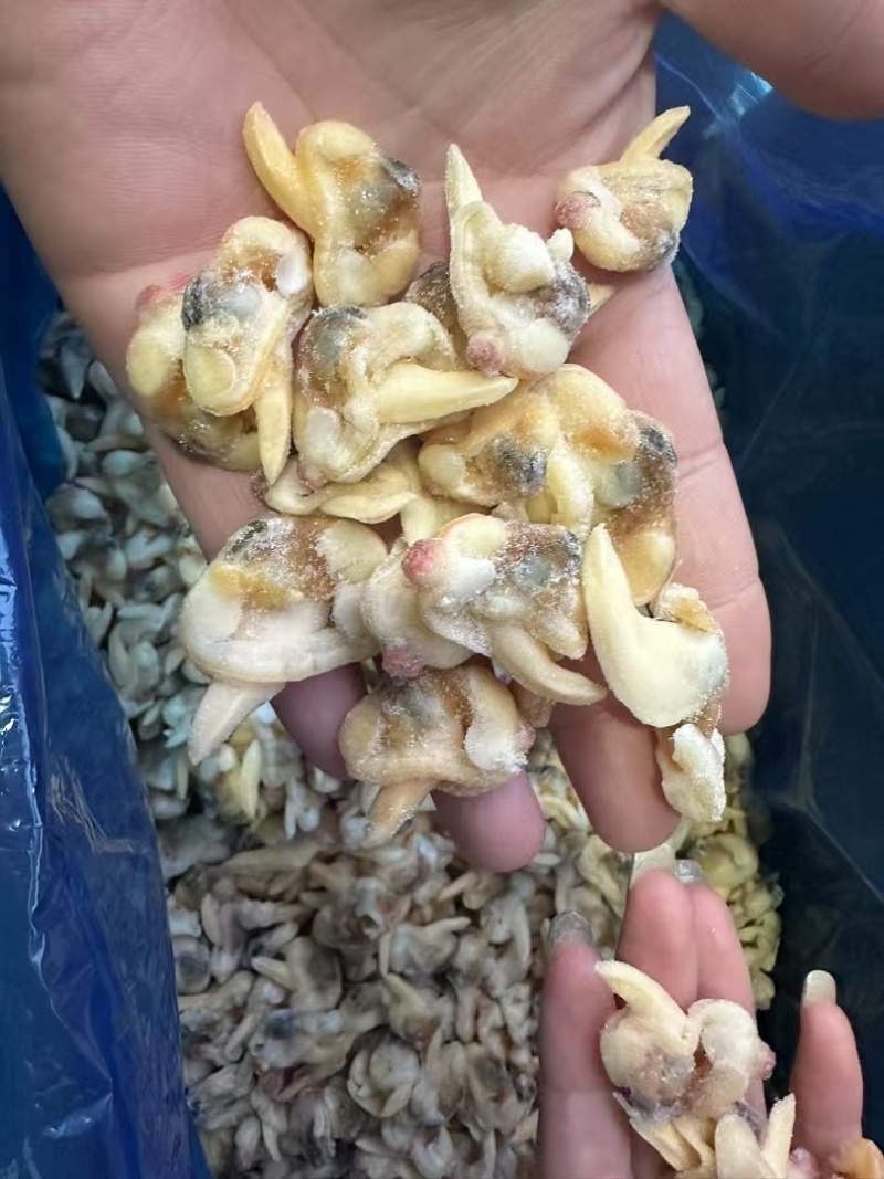 蚬子肉蛤蜊肉杂色花甲肉黄蚬子肉海鲜贝肉批发