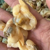 蚬子肉蛤蜊肉杂色花甲肉黄蚬子肉海鲜贝肉批发