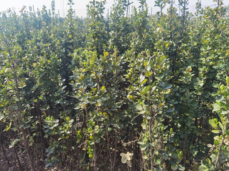 北海道黄杨丛生绿化苗，老人年纪大了管理不了了，给钱就卖