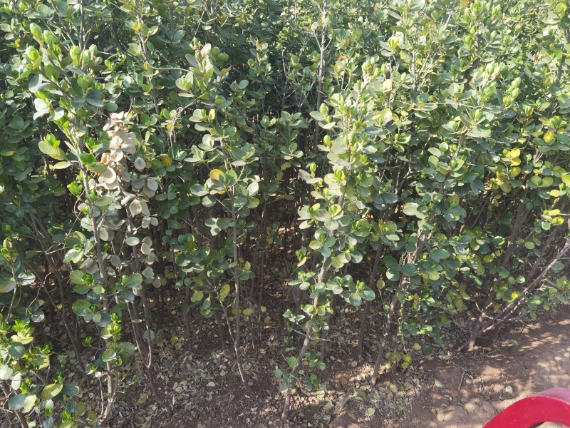 北海道黄杨丛生绿化苗，老人年纪大了管理不了了，给钱就卖