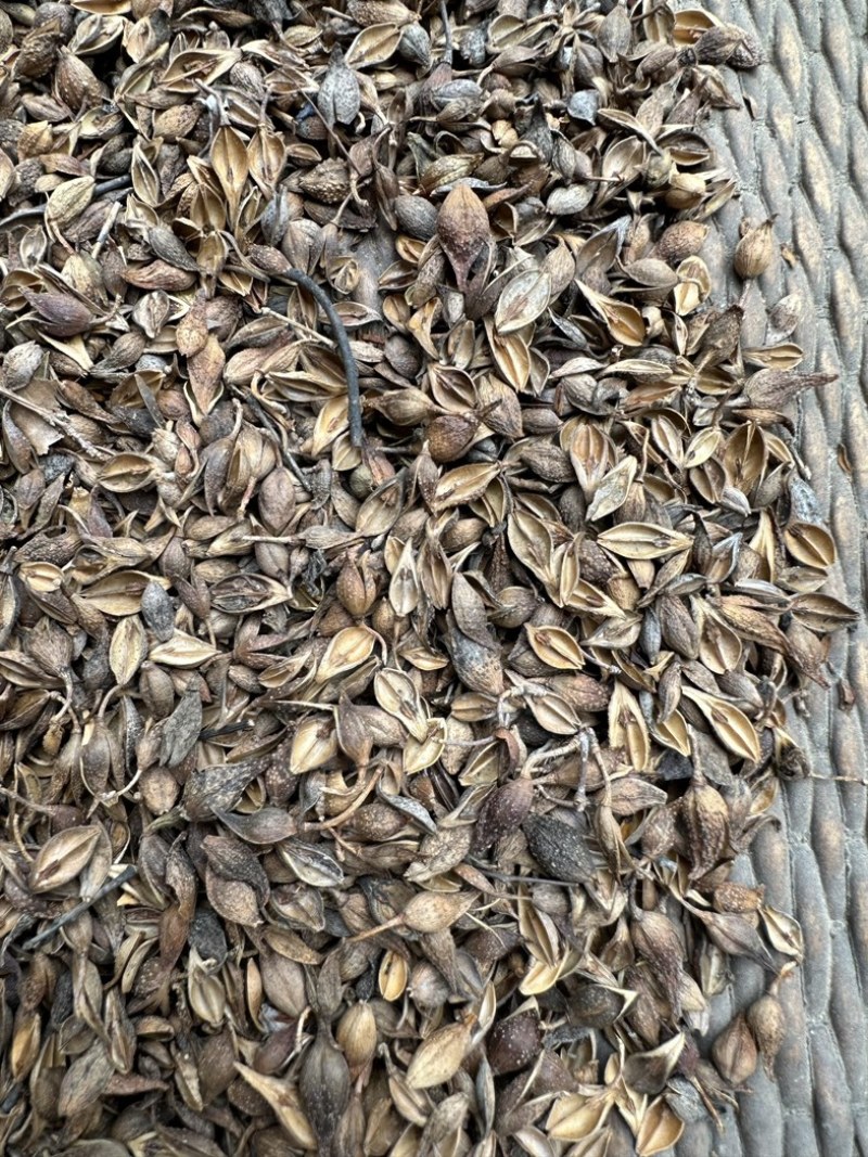 黄翘，手摘黄翘，无杆子，净度好，质量优，欢迎新老顾客选购