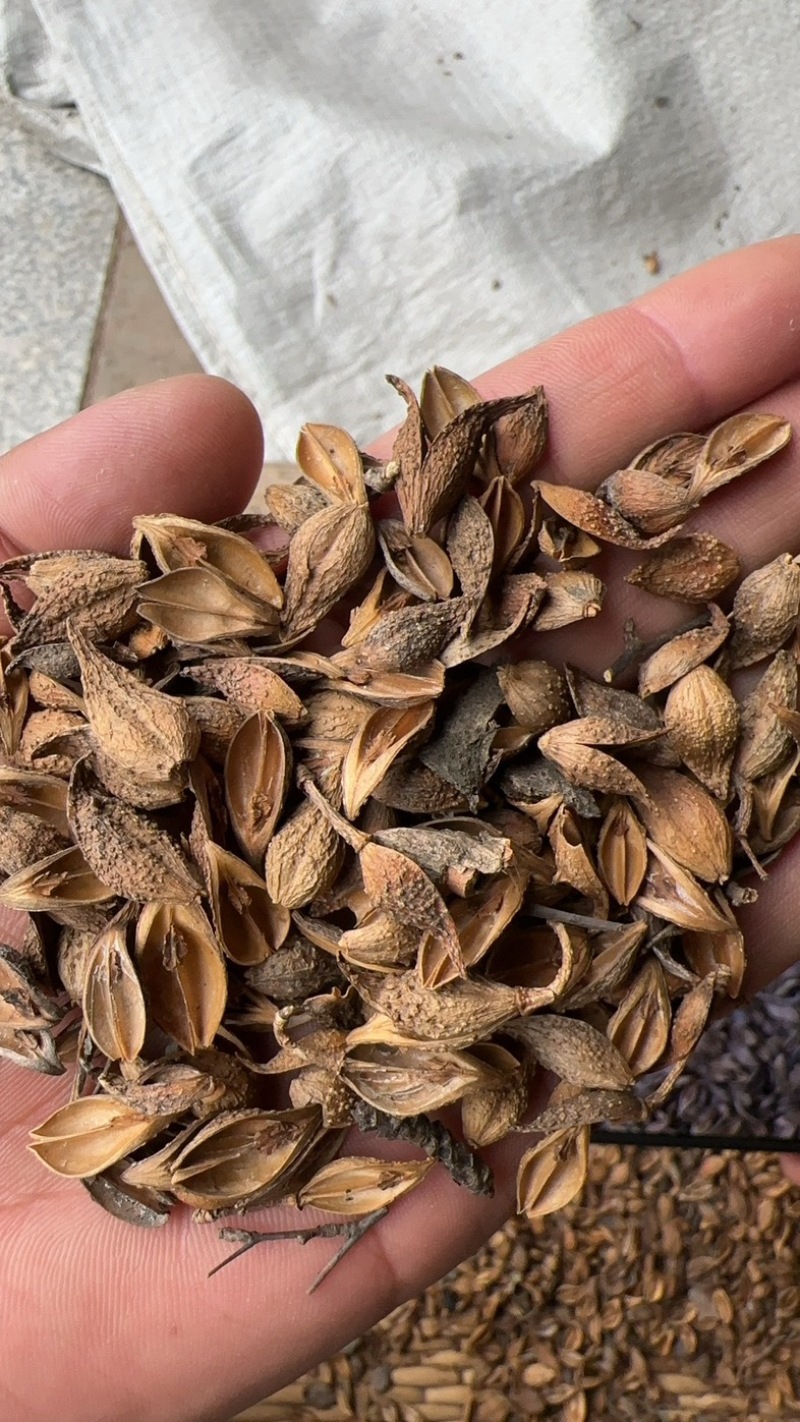 黄翘，手摘黄翘，无杆子，净度好，质量优，欢迎新老顾客选购