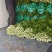 芹菜