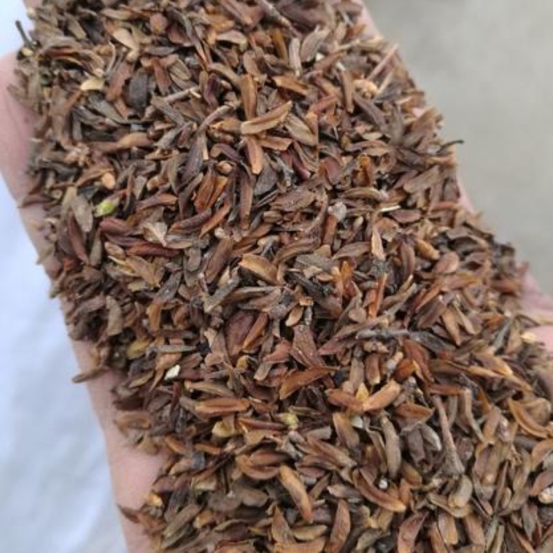 连翘籽，品质好，含量高，产地一手货源，欢迎新老顾客选购。