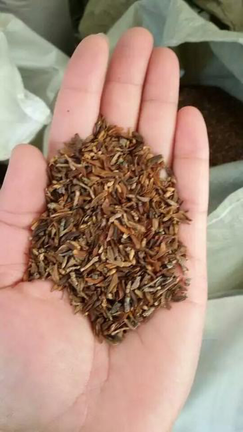 连翘籽，品质好，含量高，产地一手货源，欢迎新老顾客选购。