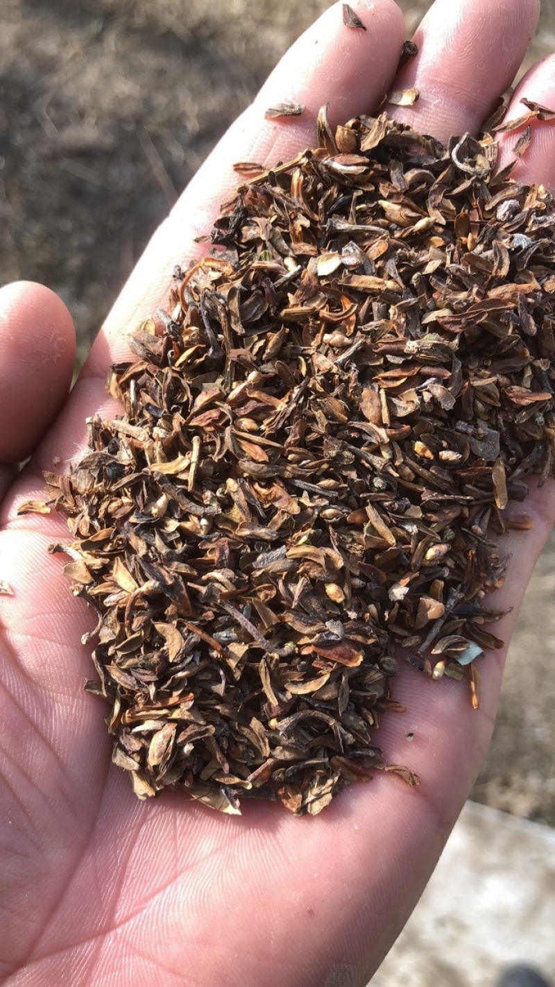 连翘籽，品质好，含量高，产地一手货源，欢迎新老顾客选购。