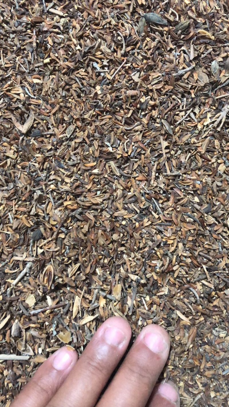 连翘籽，品质好，含量高，产地一手货源，欢迎新老顾客选购。