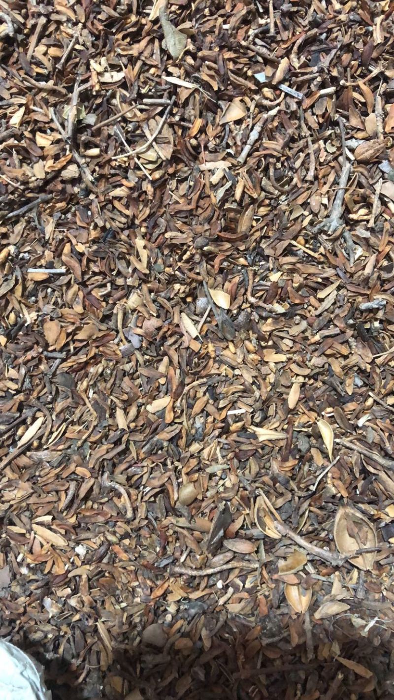 连翘籽，品质好，含量高，产地一手货源，欢迎新老顾客选购。